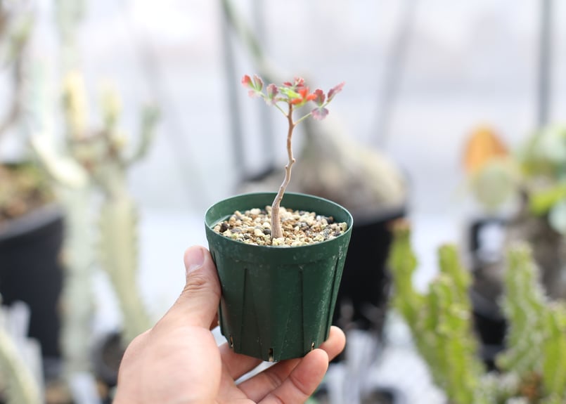 パキコルムス ディスカラー 像の木 実生 | mana's green:塊根 パキコルムス ディスカラー 像の木 実生 | mana's green:塊根