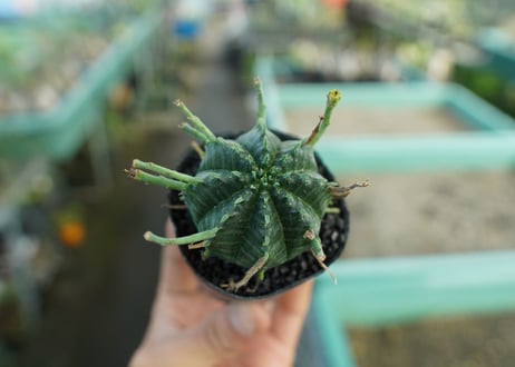 ユーフォルビア　スーパーバリダ　Euphorbia super valida  No.6