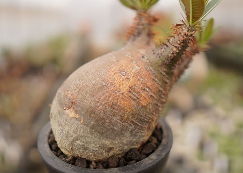 パキポディウム グラキリス B NO.6 | mana's farm:塊根植物・アガベ