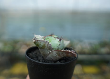 アガベ　チタノタ　 ブラックアンドブルー 　Agave titanota black and blue　No.5