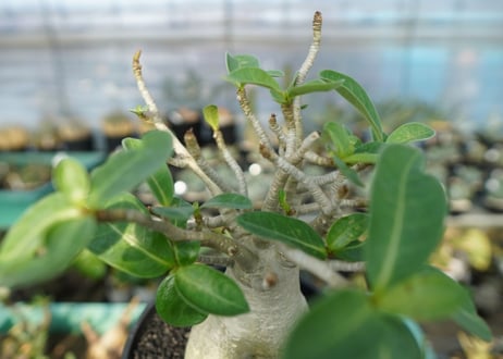アデニウム　Adenium　No.7