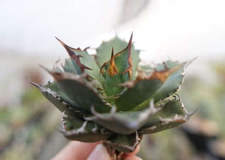 agave titanota  FO-76　No.5