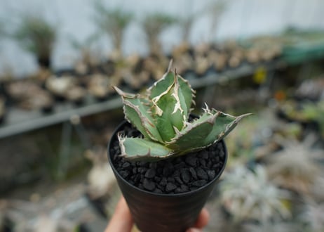 アガベ　チタノタ　FO-76　agave titanota FO-76 No.1