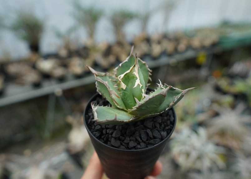 アガベ チタノタ FO-76 agave titanota FO-76 No.1 | mana