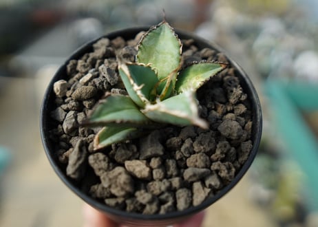 カキコアガベ　チタノタ　FO-76　agave titanota  FO-76　No.2