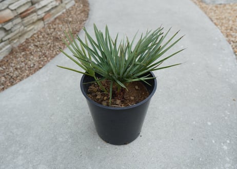 チャメロプス　セリフェラ 　Chamaerops humilis var. Cerifera  No.3
