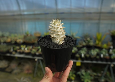パキポディウム　デンシフローラム Pachypodium densiflorum