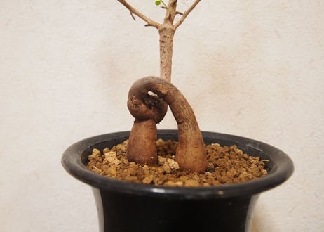 Operculicarya decaryi オペルクリカリア・デカリー