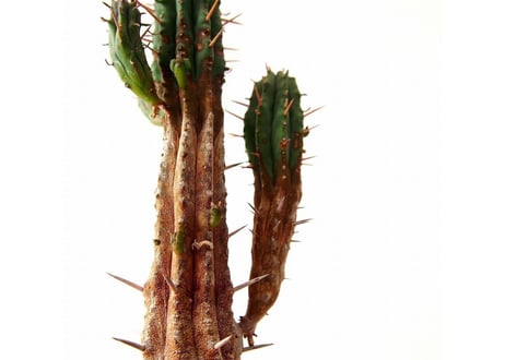 ユーフォルビア 紅キリン　Euphorbia aggregata