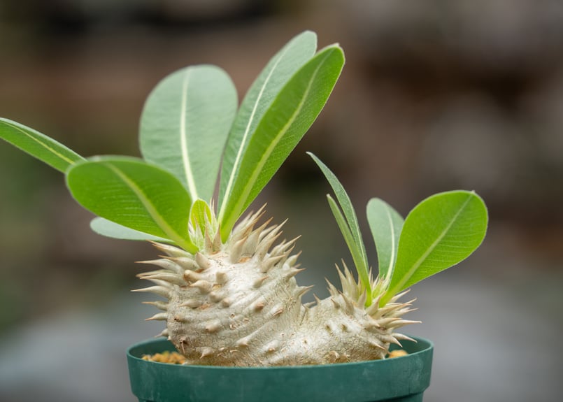 パキポディウム レウコキサンツム | mana's farm:塊根植物・アガベ