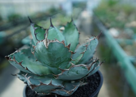 アガベ　チタノタ　 ブラックアンドブルー 　Agave titanota black and blue　No.5
