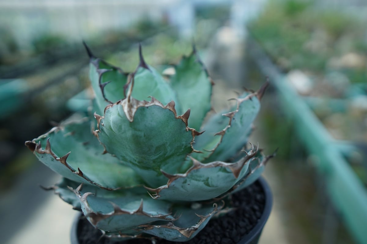 アガベ 黑曼巴 Black mamba ブラックマンバ 【投稿写真】, 黒曼巴