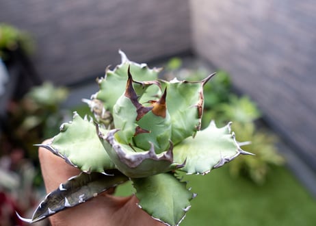 Agave titanota dwarf 姫厳龍NO.5