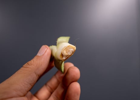 Agave titanota FO-76 P No.2 特選  子株 3株限定