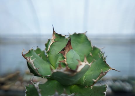 MTD01　Titanota Dwarf