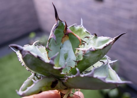 Agave B&B C NO.3