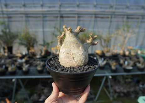パキポディウム　マカイエンセ　Pachypodium makayense  No.1