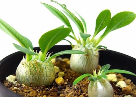 Pachypodium eburneum　パキポディウム　エブレネウム　実生苗３株set