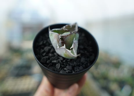 アガベ　チタノタ　 ブラックアンドブルー 　Agave titanota black and blue　No.4