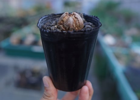 亀甲竜　Dioscorea elephantipes　No.3