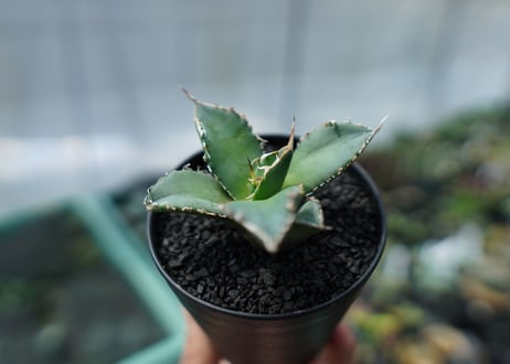 アガベ　チタノタ　FO-76　agave titanota  FO-76　No.3