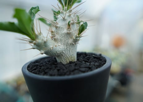 パキポディウム　サンデルシー　Pachypodeium saundersii  No.4