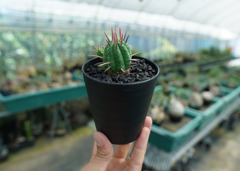 ユーフォルビア フェロックス Euphorbia ferox No.1 | mana's f