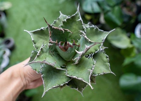 Agave titanota Solar eclipse 夕映嚴龍  NO.4