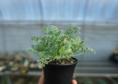 ペラルゴニウム　アッペンディクラツム　Pelargonium appendiculatum　C14