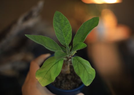 セサモタムナス リヴァエ　Sesamothamnus rivae