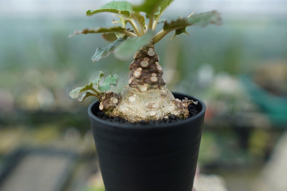 ドルステニア フォエチダ 大株　Dorstenia foetida ドルステニア フォエチダ 錦 / Dorstenia foetida f. variegata