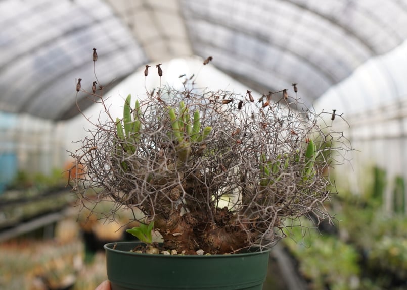 チレコドン 万物想 | mana's farm:塊根植物・アガベ・ドライガーデン