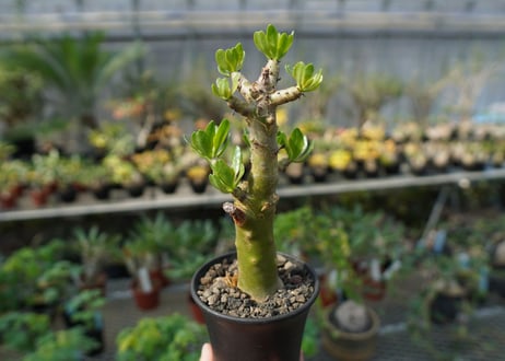チレコドン　パニキュラータス　Tylecodon paniculatus