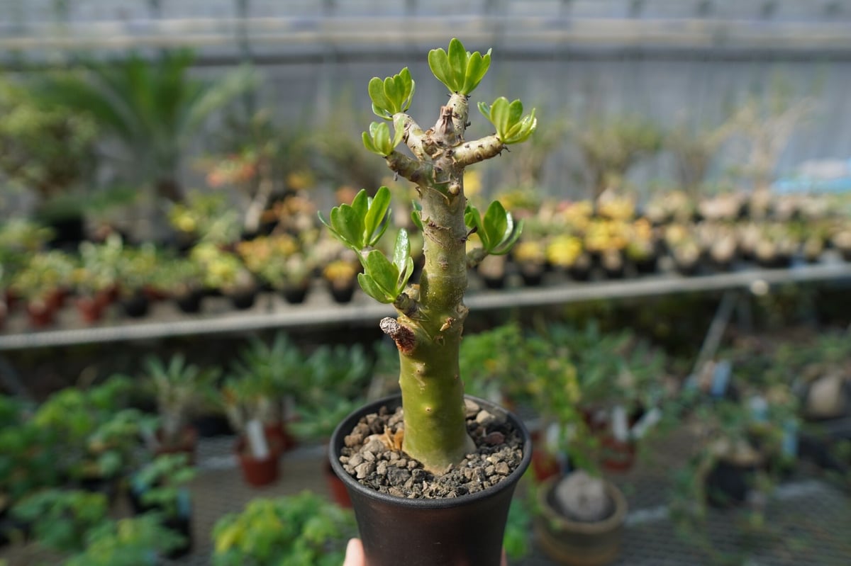 チレコドン　パニキュラータス　Tylecodon paniculatus