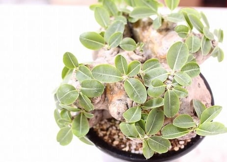Pachypodium brevicaule　パキポディウム  ブレビカウレ　恵比寿笑い 　no.2 大株