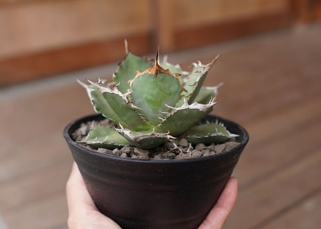 Agave titanota FO-76 A NO.1