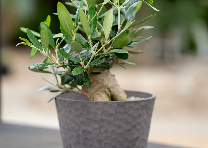 盆栽 オリーブ 根上がり】 ルッカ | mana's farm:塊根植物・アガベ