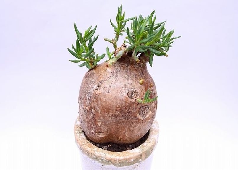 塊根植物 パキポディウムビスピノーサム Amazon｜【現品限り】パキポディウム・ビスピノーサム【H50