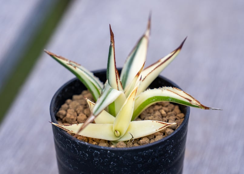 アガベ サングロー | mana's farm:塊根植物・アガベ・ドライガーデン