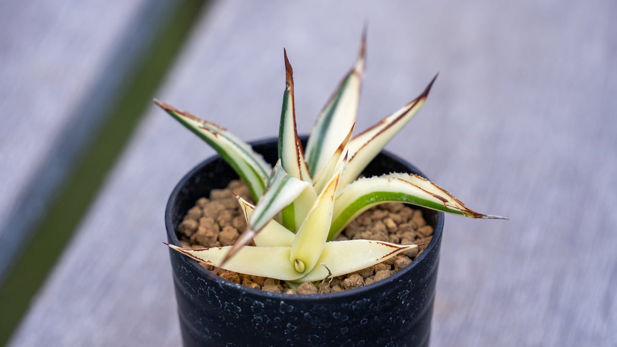 アガベ　サングロー　子株付き アガベ サングロー | mana's farm:塊根植物・アガベ・ドライガーデン