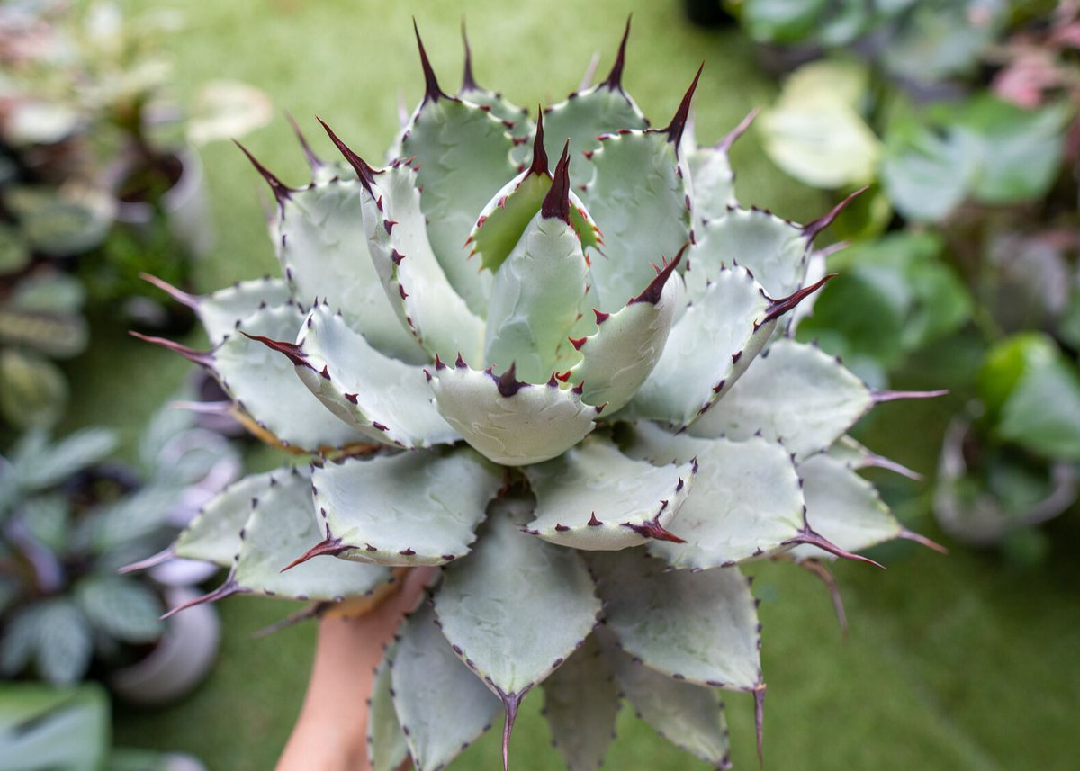 Agave macroacantha x Potatorum 中 NO.3 (G) | man