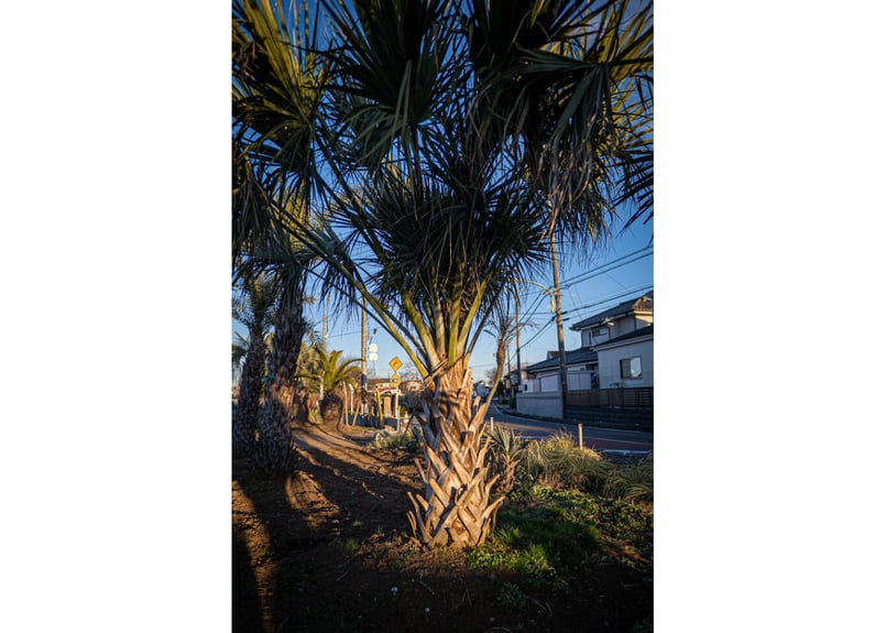 サバルヤシ Sabal No.3 | mana's farm:塊根植物・アガベ・ドライ