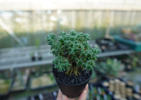 トリコディアデマ ステラツム　Trichodiadema stellatum  No.4