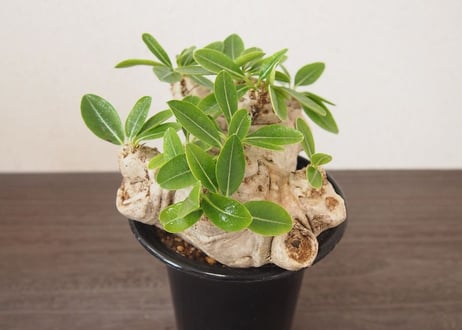 パキポディウム 恵比寿笑い　 Pachypodium brevicaule