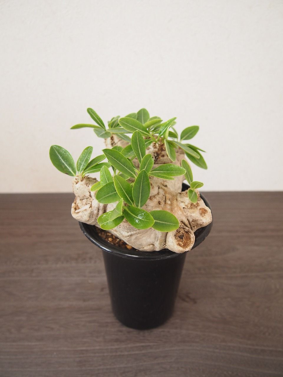 パキポディウム 恵比寿笑い Pachypodium brevicaule | mana's