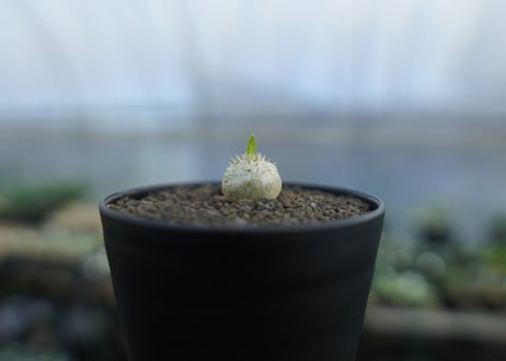 パキポディウム　恵比寿笑い　Pachypodium brevicaule　No.4