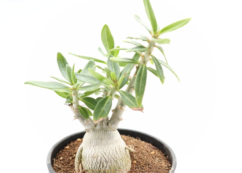 パキポディウム ビスピノーサム 国内実生 | mana's farm:塊根植物