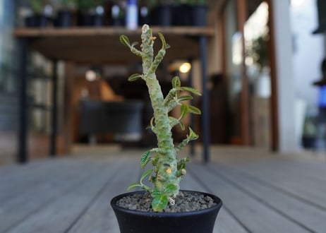 ドルステニア　ギガス　Dorstenia gigas