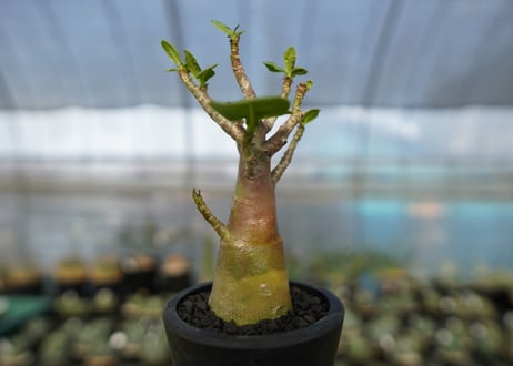 アデニウム　Adenium　No.18