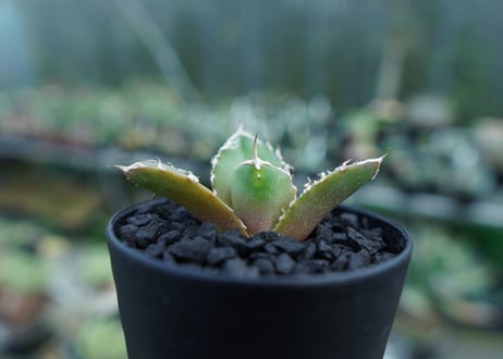 アガベ　チタノタ　鬼爪雪峰  Agave titanota “Onitsume Yukimine” 子株　No.2